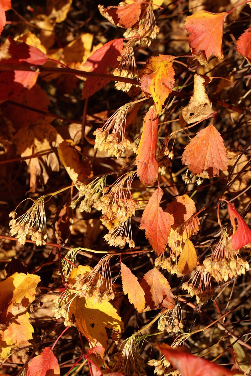 Image of Physocarpus opulifolius specimen.