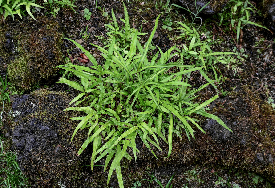 Изображение особи Pteris multifida.