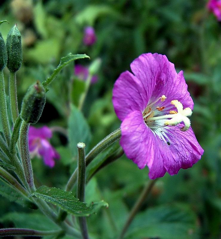 Image of Epilobium hirsutum specimen.