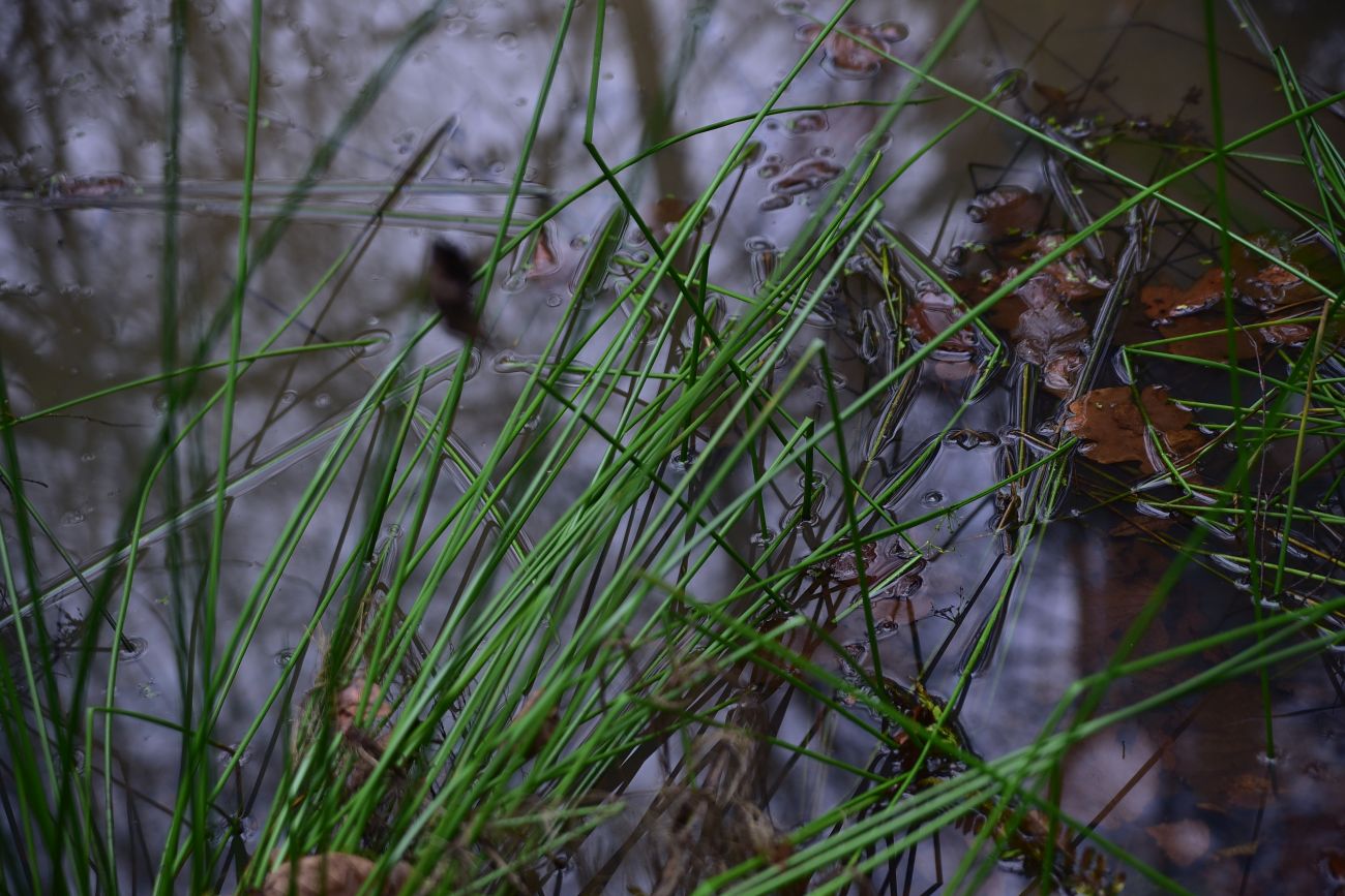 Image of genus Juncus specimen.