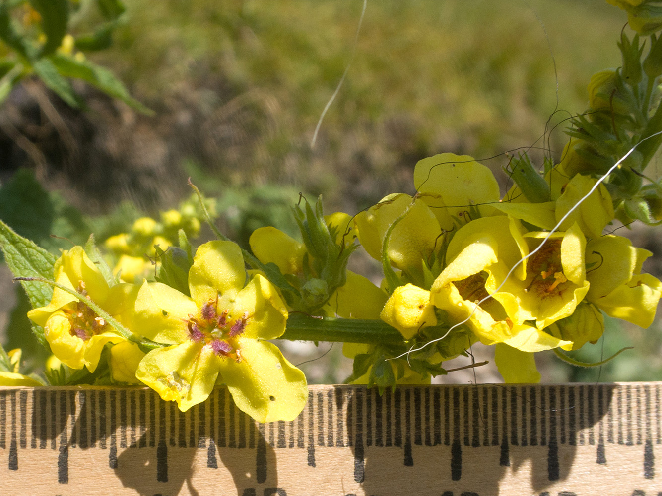 Image of Verbascum laxum specimen.