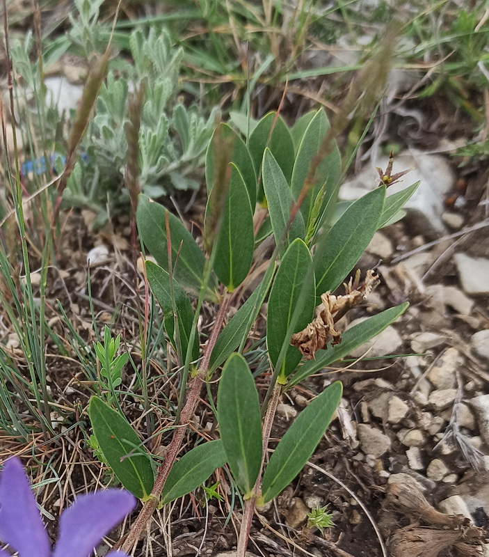 Изображение особи Vinca herbacea.