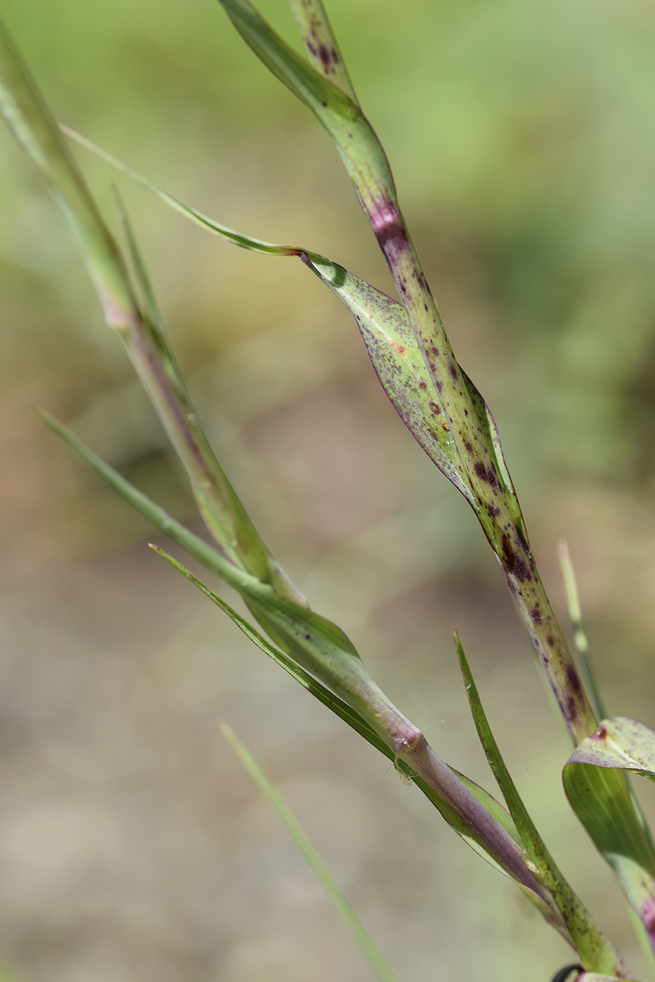 Image of Tragopogon pratensis specimen.
