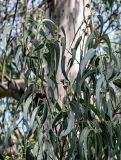 Eucalyptus globulus. Верхушка ветви с плодами. Португалия, округ Лиссабон, национальный парк \"Мафра\", опушка смешанного леса. 23.08.2025.