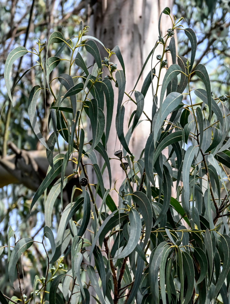 Изображение особи Eucalyptus globulus.