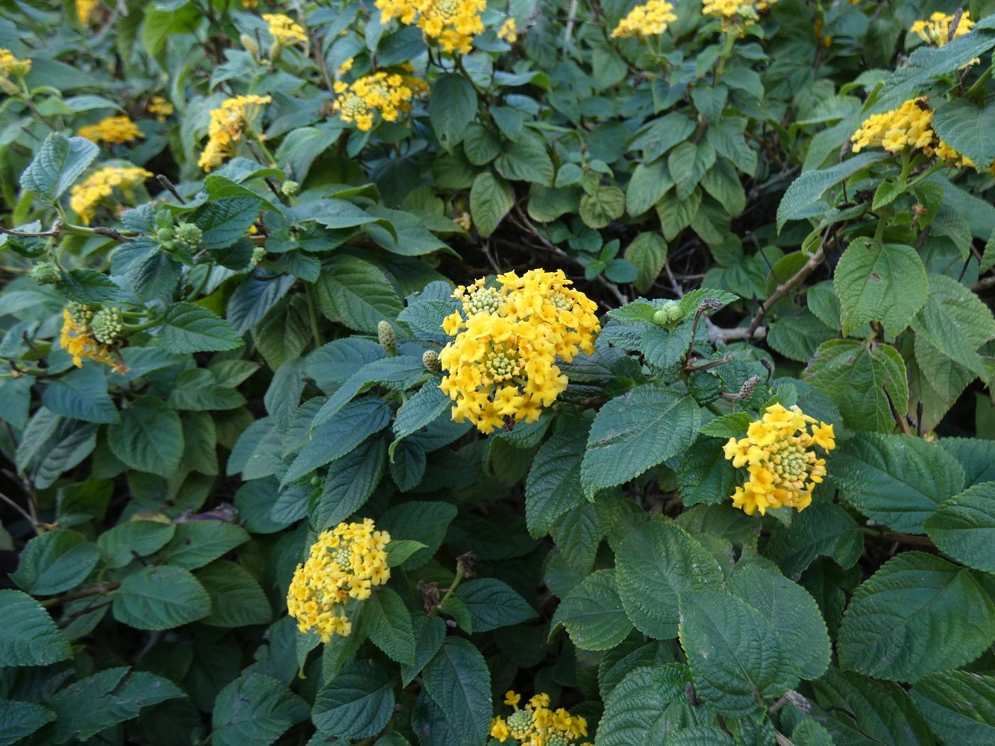 Изображение особи Lantana &times; strigocamara.