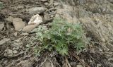 genus Potentilla. Вегетирующее растение и остатки прошлогодних сухих побегов. Башкортостан, Хайбуллинский р-н, Акъюловский сельсовет, окр. дер. Уразбаево, дол. р. Зилаир, каменистый склон прибрежного скальника. 3 мая 2025 г.
