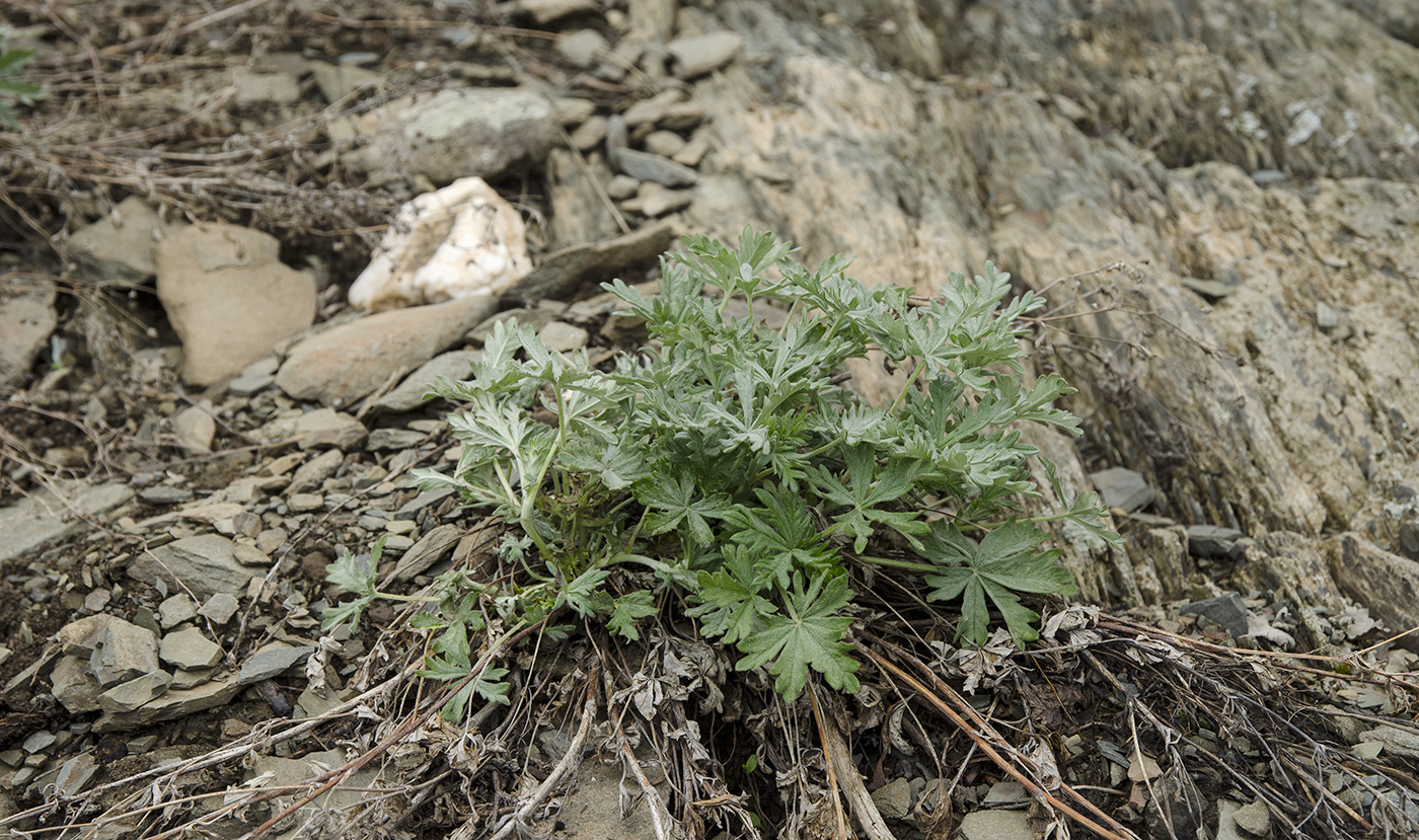 Image of genus Potentilla specimen.
