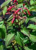 Salvia splendens