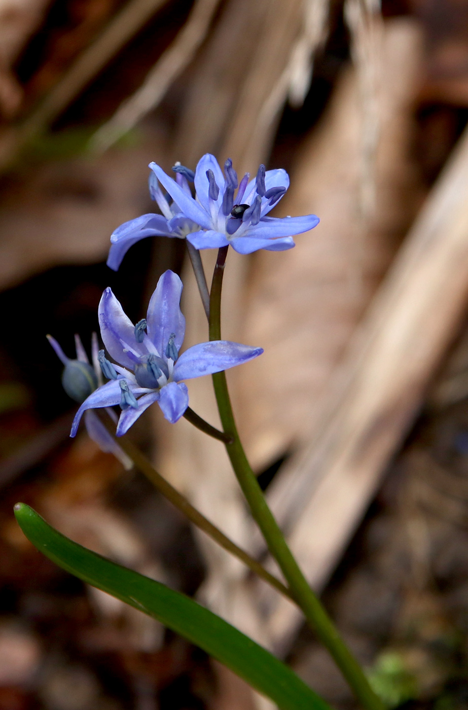 Изображение особи Scilla bifolia.