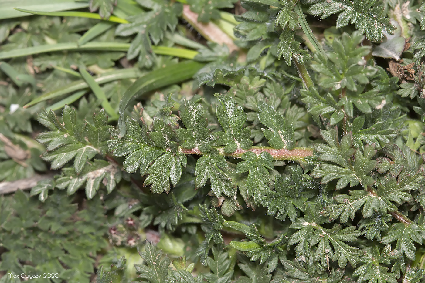 Изображение особи Erodium cicutarium.