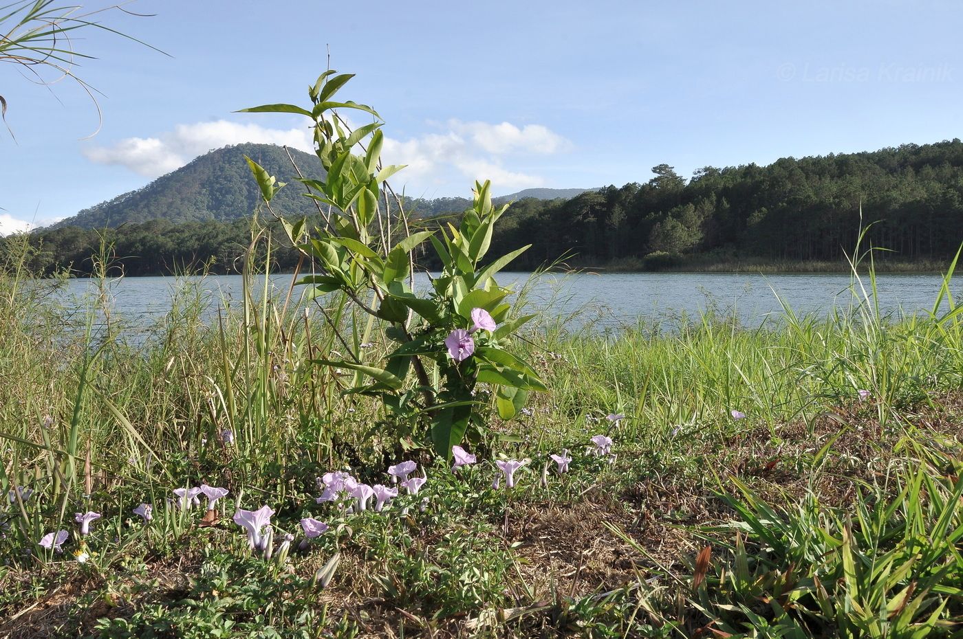 Image of Ipomoea cairica specimen.