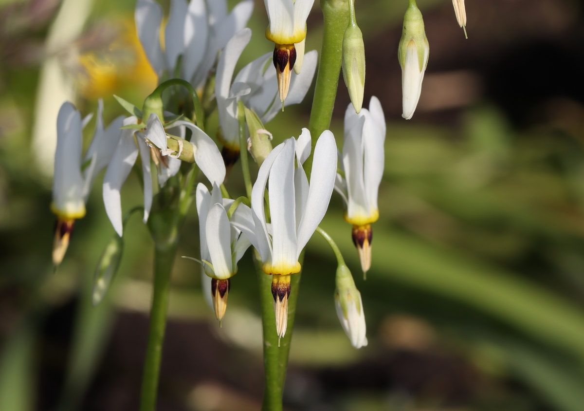 Image of Dodecatheon meadia f. alba specimen.