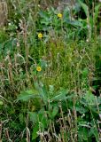 Sonchus asper