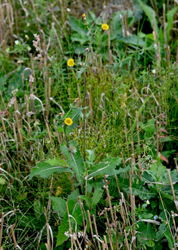 Image of Sonchus asper specimen.