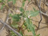 Chamaesphacos ilicifolius. Цветущее растение. Узбекистан, Каракалпакстан, Кйзкеткен, равнина. 30 апреля 2026 г.
