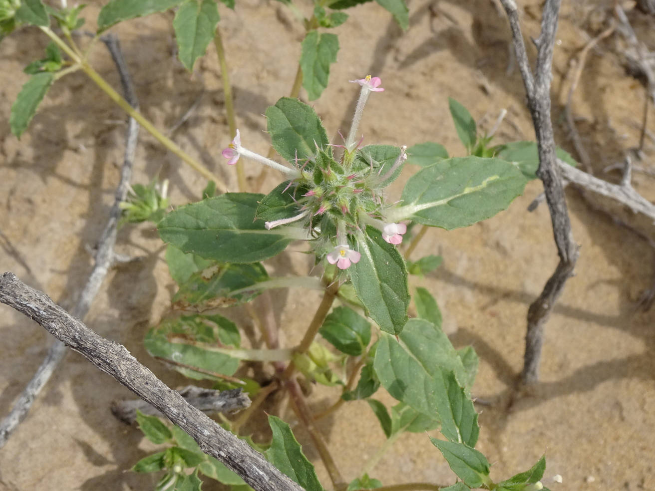 Изображение особи Chamaesphacos ilicifolius.