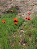 Papaver stevenianum