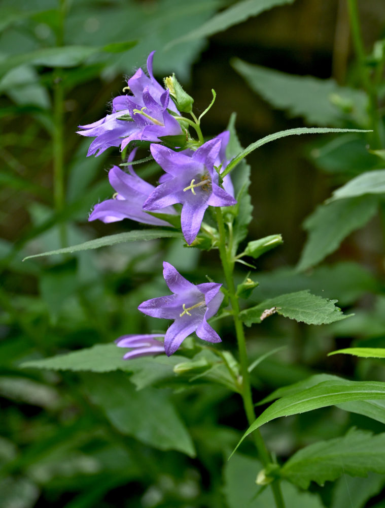 Изображение особи Campanula latifolia.