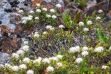 Ledum decumbens