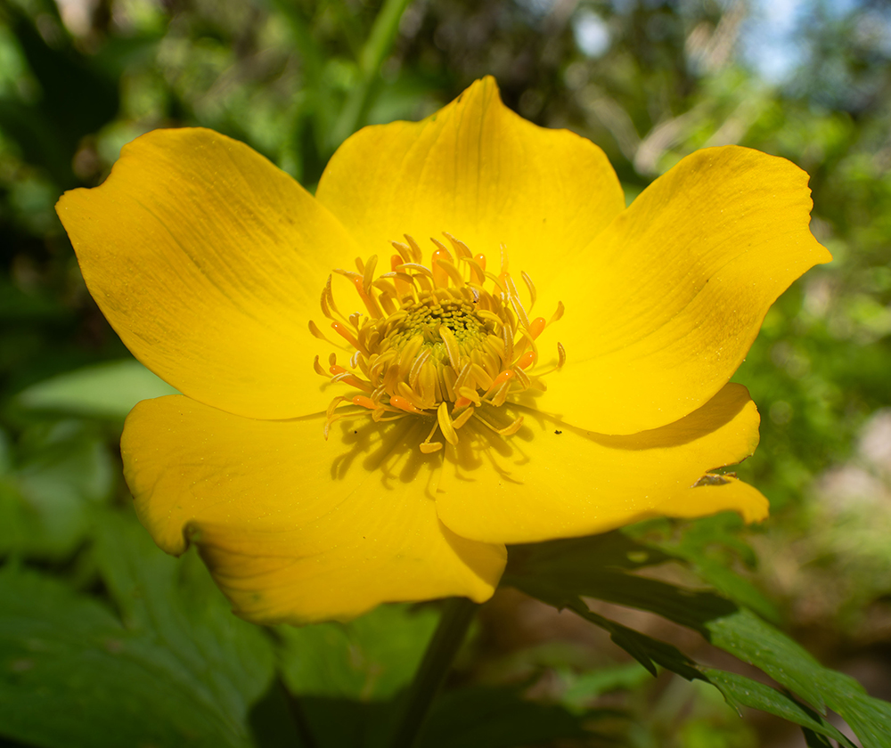 Image of Trollius riederianus specimen.