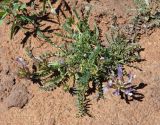 род Astragalus