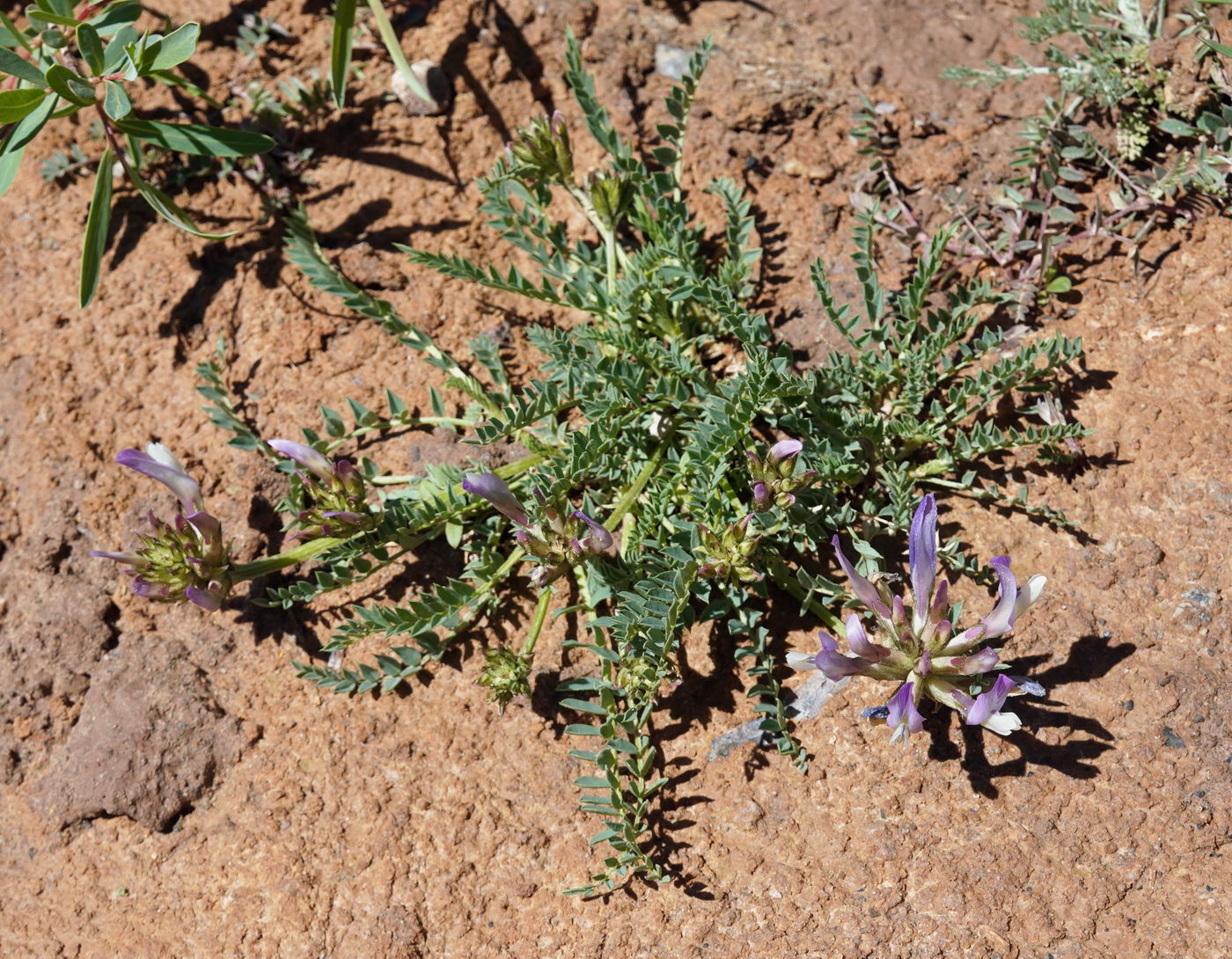 Изображение особи род Astragalus.