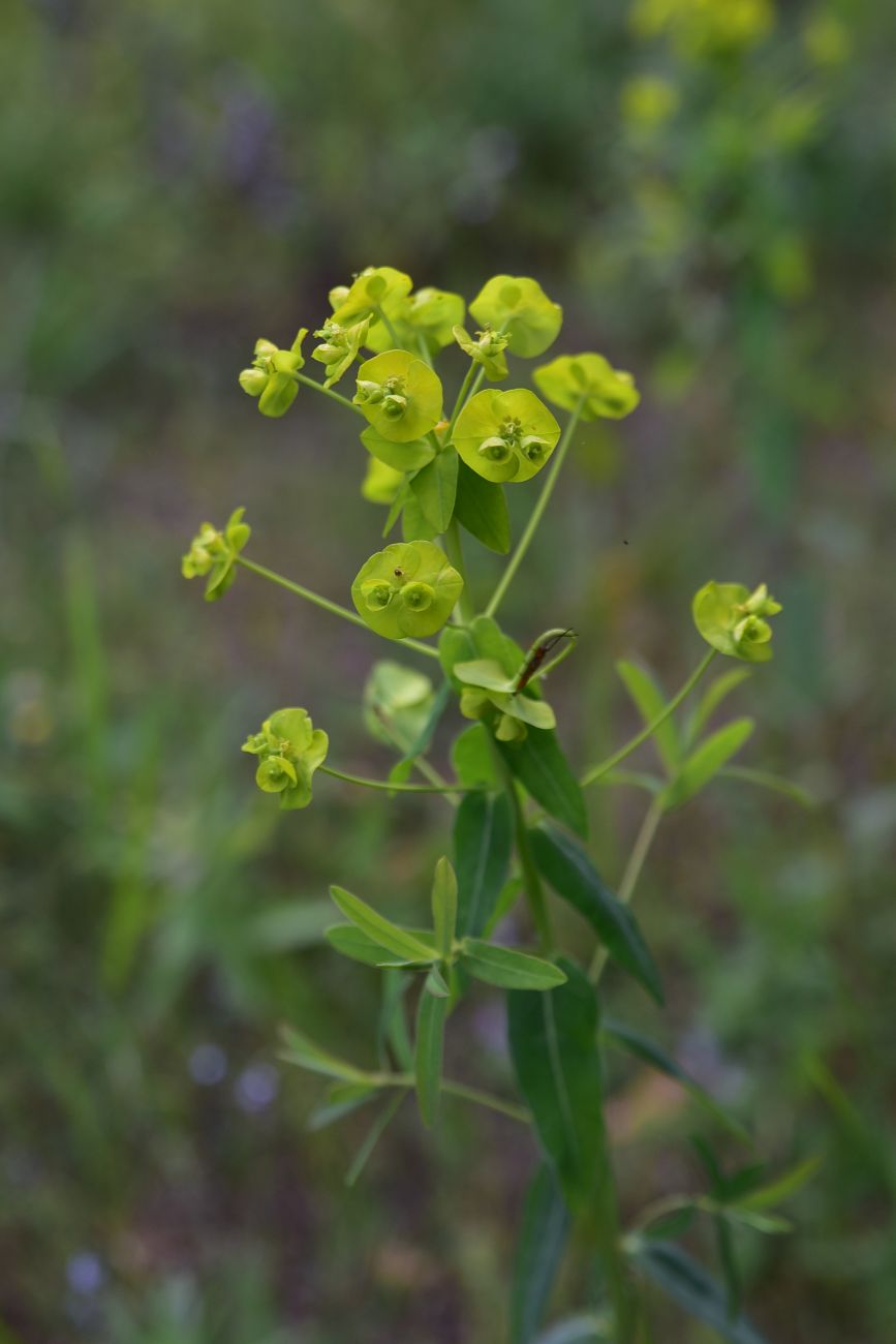 Изображение особи род Euphorbia.