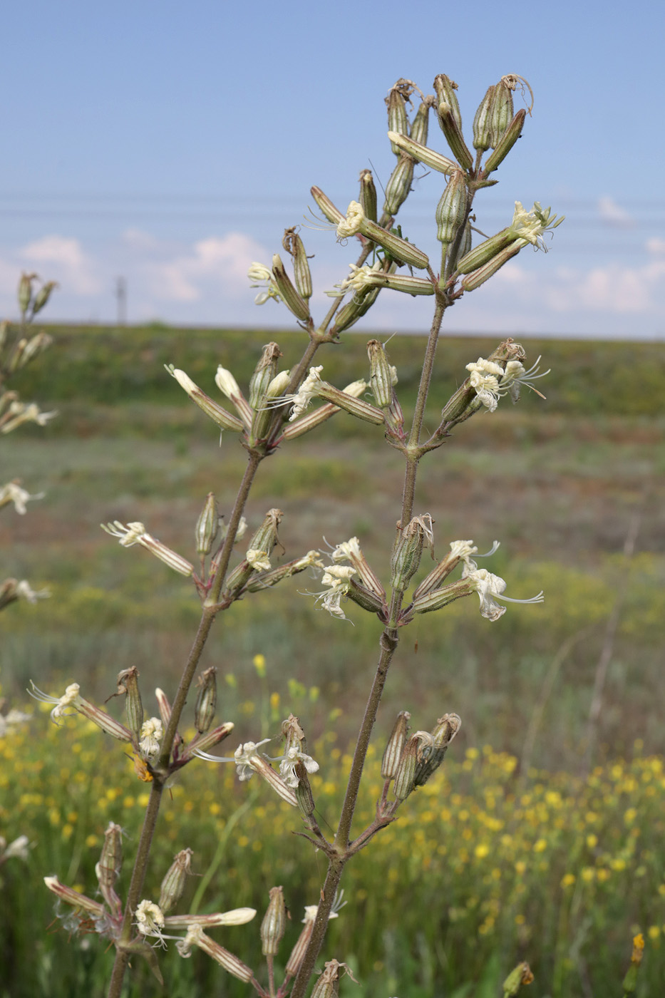 Image of Silene viscosa specimen.