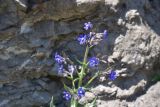 род Anchusa. Верхушка цветущего растения. Грузия, край Самцхе-Джавахети, Аспиндзский муниципалитет, южная окр. с. Тмогви, склон. 10 июня 2026 г.