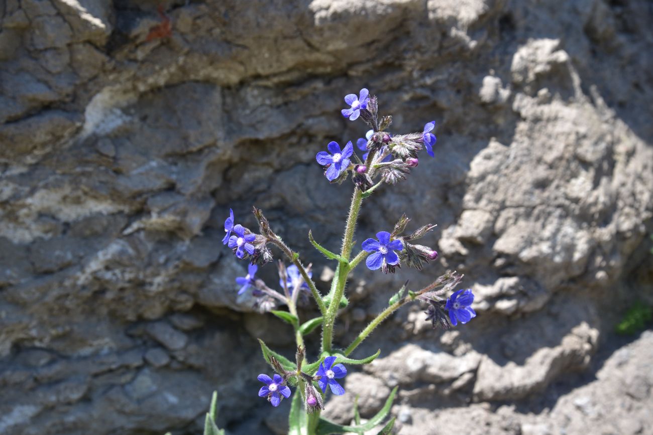 Image of genus Anchusa specimen.