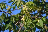 Juglans mandshurica. Соплодия с созревающими плодами. Московская обл., Раменский р-н, окр. дер. Хрипань, садовый участок. 17.07.2026.