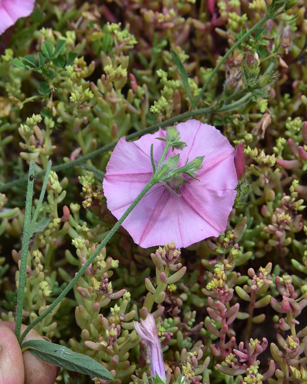 Image of Convolvulus cantabrica specimen.