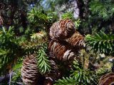 View full-size image Abies semenovii