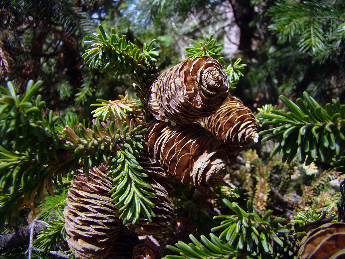 Image of Abies semenovii specimen.
