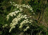 Spiraea litwinowii