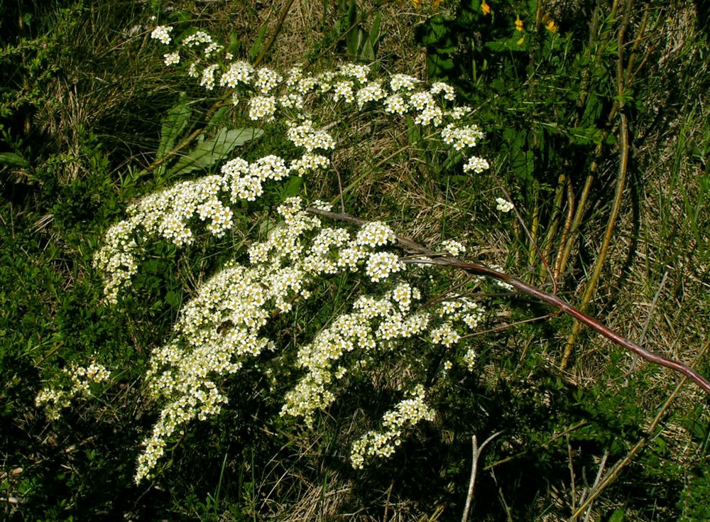 Изображение особи Spiraea litwinowii.