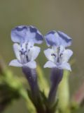 genus Lophanthus. Цветки. Таджикистан, Горно-Бадахшанская автономная обл., Шугнанский р-н, окр. кишлака Нимос, дол. р. Гунт, ≈ 2820 м н.у.м., каменистая осыпь. 15 июля 2026 г.