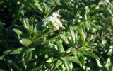 genus Galium. Соцветие и побеги. Донецк, пустырь. 12.10.2026.