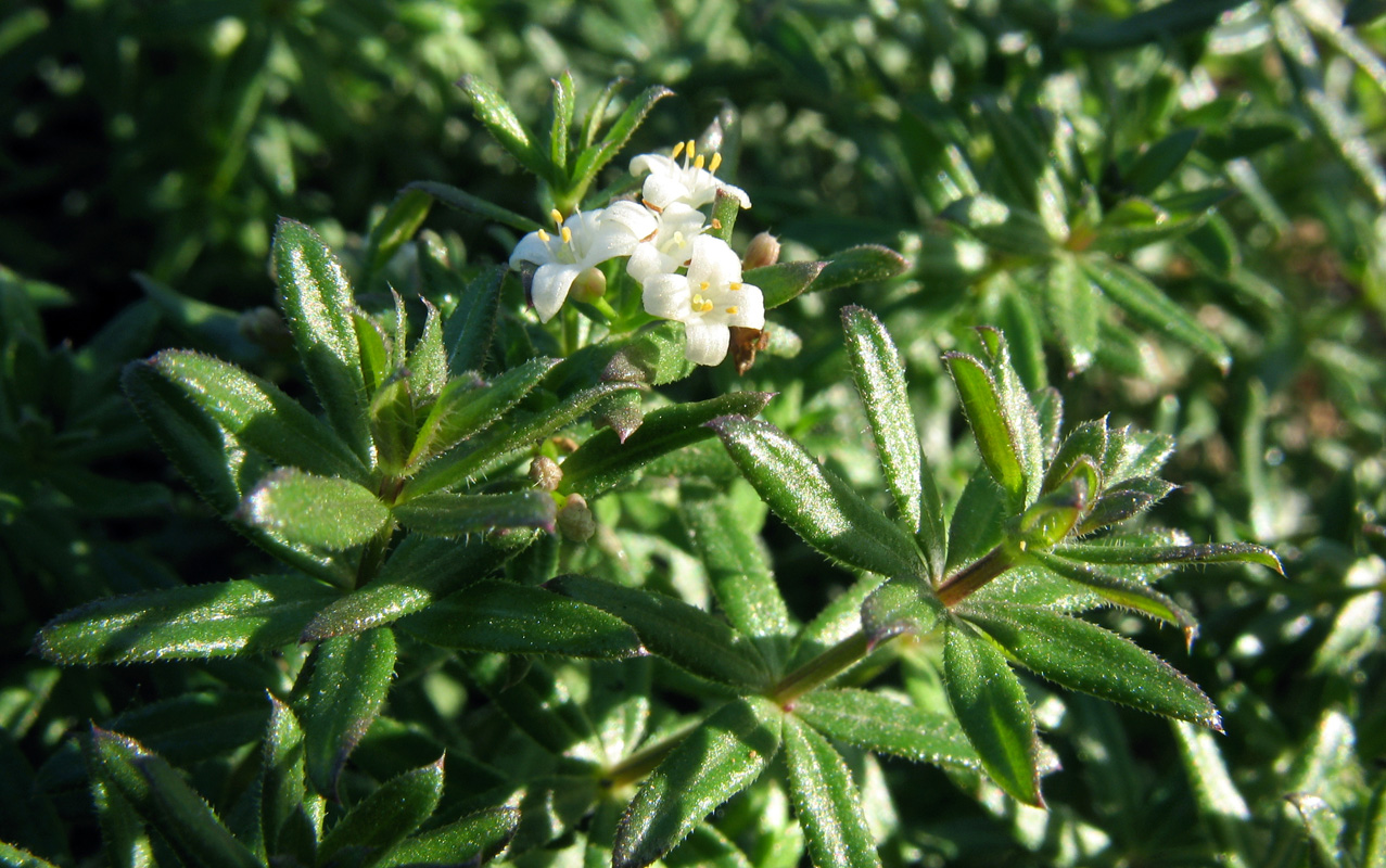 Изображение особи род Galium.
