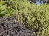 Crassula muscosa