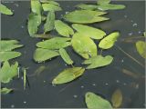 Sagittaria sagittifolia. Растения, плавающие на поверхности озера. Чувашия, окр. г. Шумерля, правый берег р. Сура, Сурский затон. 11 июня 2011 г.