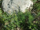 Jurinea suffruticosa. Цветущее растение. Казахстан, Боролдай, долина р. Боролдай. 03.05.2011.
