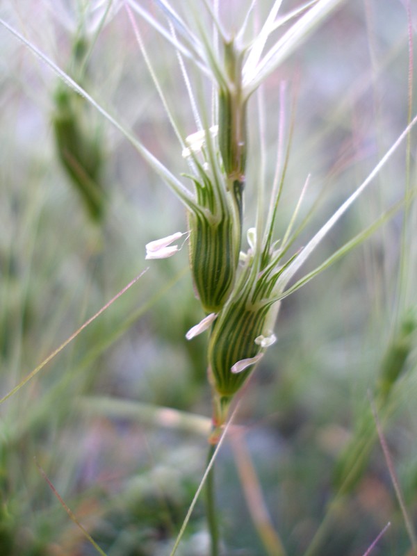 Изображение особи Aegilops triuncialis.