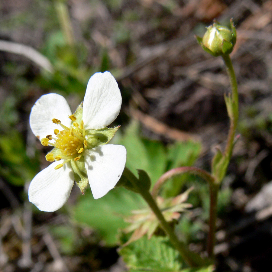 Изображение особи Fragaria vesca.