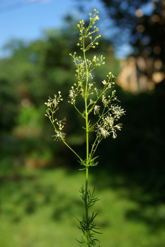 Image of Thalictrum lucidum specimen.