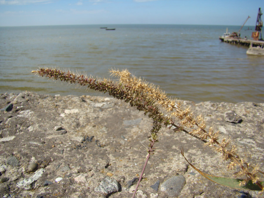 Изображение особи Setaria verticillata.