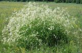 Aconogonon divaricatum. Цветущее растение. Бурятия, Тункинская долина, окр. с. Жемчуг. 21.07.2011.