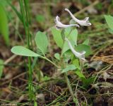 Corydalis ledebouriana. Цветущее растение. Казахстан, Южно-Казахстанская обл., Угамский хр., ущ. р. Сазаната. 06.05.2011.