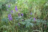 Aconitum volubile